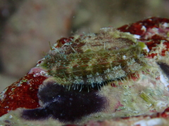 Haliotis tuberculata