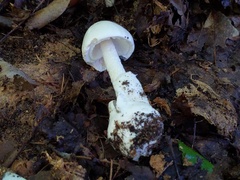 Amanita magnivelaris