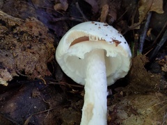 Amanita magnivelaris