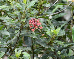 Epidendrum cochlidium