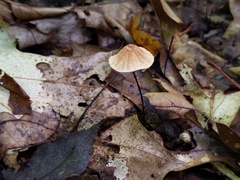 Marasmius bellipes