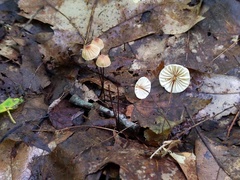 Marasmius bellipes