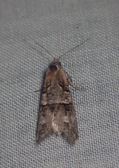 Decodes macdunnoughi