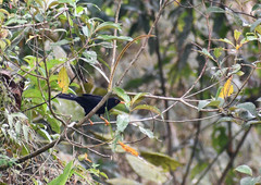 Turdus serranus