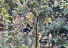 Turdus serranus