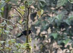 Turdus serranus