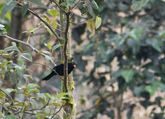 Turdus serranus