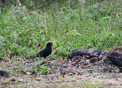 Turdus serranus