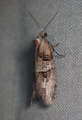 Decodes macdunnoughi