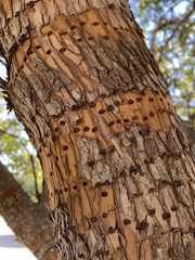Sphyrapicus ruber