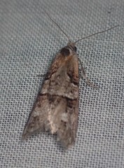 Decodes macdunnoughi