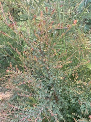 Bossiaea rhombifolia