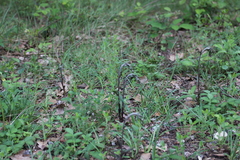 Epipactis microphylla
