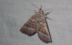 Papaipema eupatorii