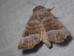Papaipema eupatorii