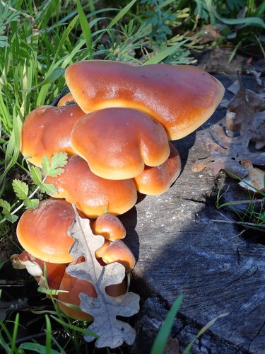 Flammulina velutipes