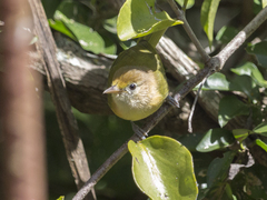 Pachysylvia aurantiifrons