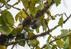 Lepidocolaptes lacrymiger