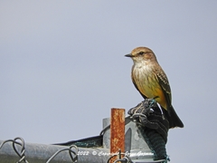 Pyrocephalus rubinus