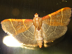 Hypsopygia glaucinalis