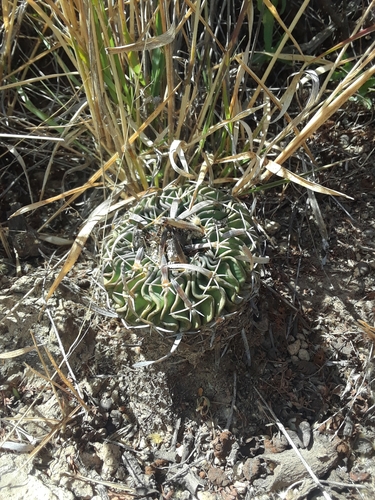 Stenocactus phyllacanthus
