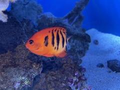 Centropyge loriculus