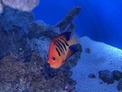 Centropyge loriculus