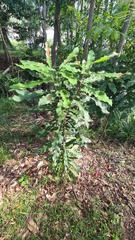 Macadamia integrifolia