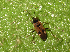 Panaorus csikii