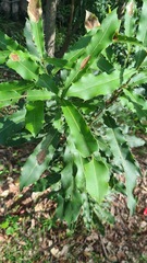 Macadamia integrifolia