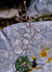 Limonium cancellatum