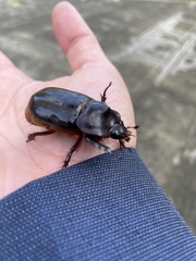 Heterogomphus dilaticollis