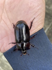 Heterogomphus dilaticollis