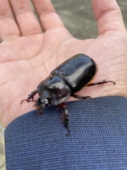Heterogomphus dilaticollis
