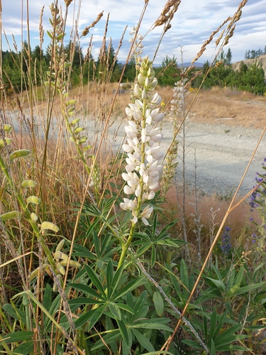 Bog Lupine fruiting