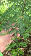 Araucaria cunninghamii