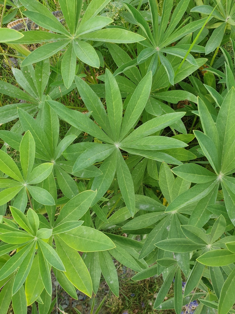 Large-leaved lupine (Lupinus polyphyllus) · iNaturalist