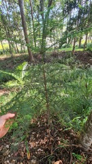 Araucaria cunninghamii