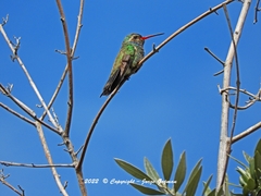 Cynanthus latirostris