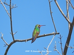 Cynanthus latirostris