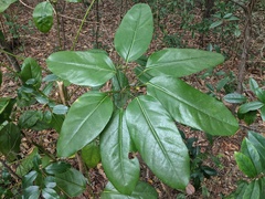 Heptapleurum actinophyllum
