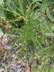 Platysace linearifolia