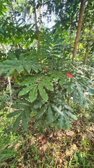 Alectryon tomentosus