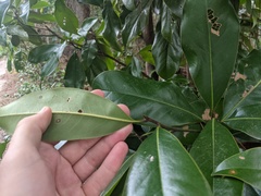 Heptapleurum actinophyllum
