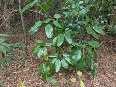 Heptapleurum actinophyllum