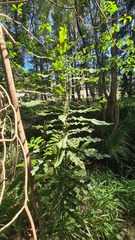 Macadamia integrifolia