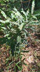 Macadamia integrifolia