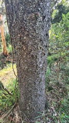 Araucaria cunninghamii