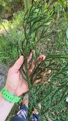 Araucaria cunninghamii