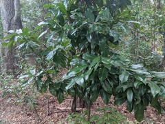 Heptapleurum actinophyllum